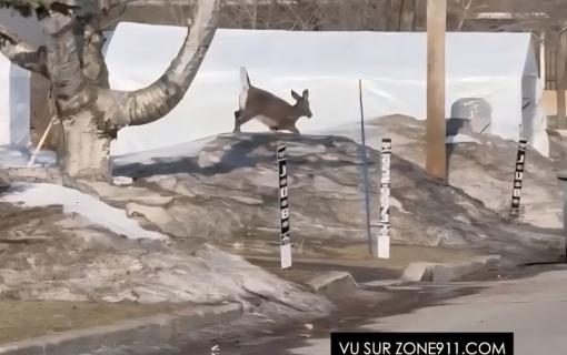 Un chevreuil en «fuite» dans les rues de Beauport