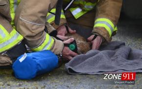 Incendie dans un immeuble à logements du quartier Limoilou : deux chats retrouvés à l’intérieur