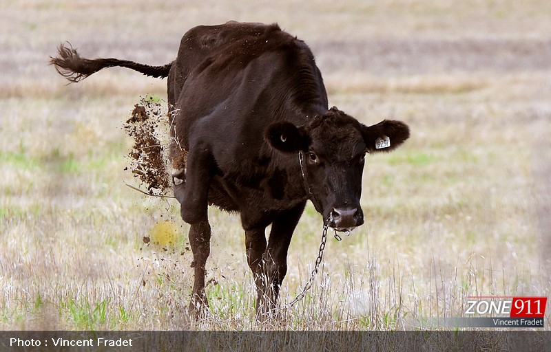 INUSITÉ - Une vache en fuite dans les rue de Québec 