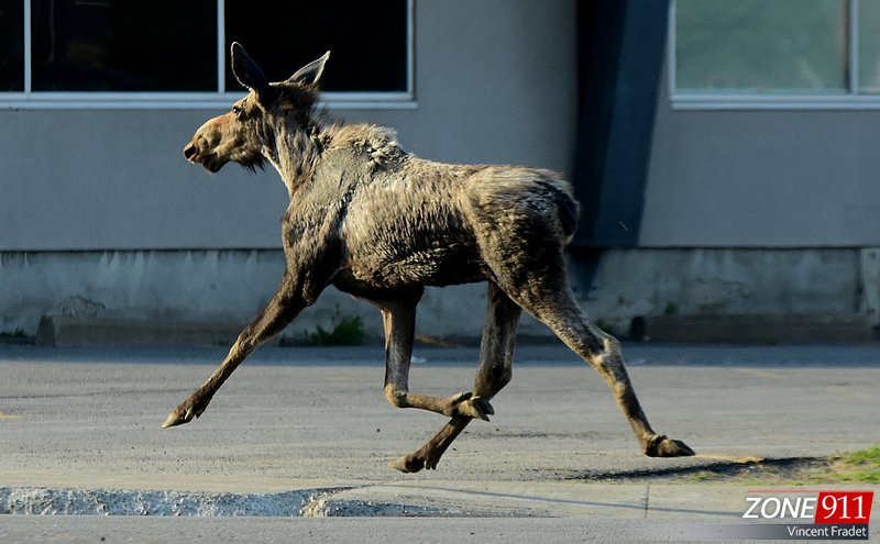 Un orignal en cavale dans les rues de Québec est décédé