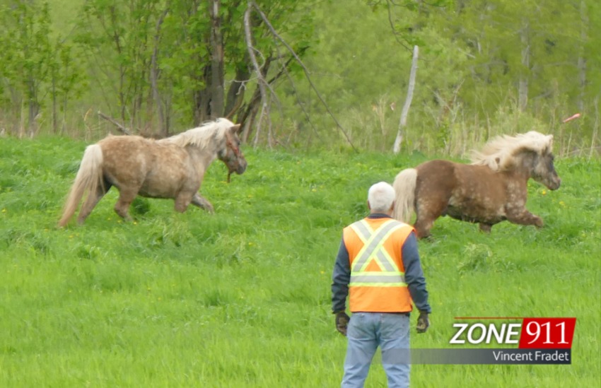 Inusité - Deux poneys en cavale  à Québec 