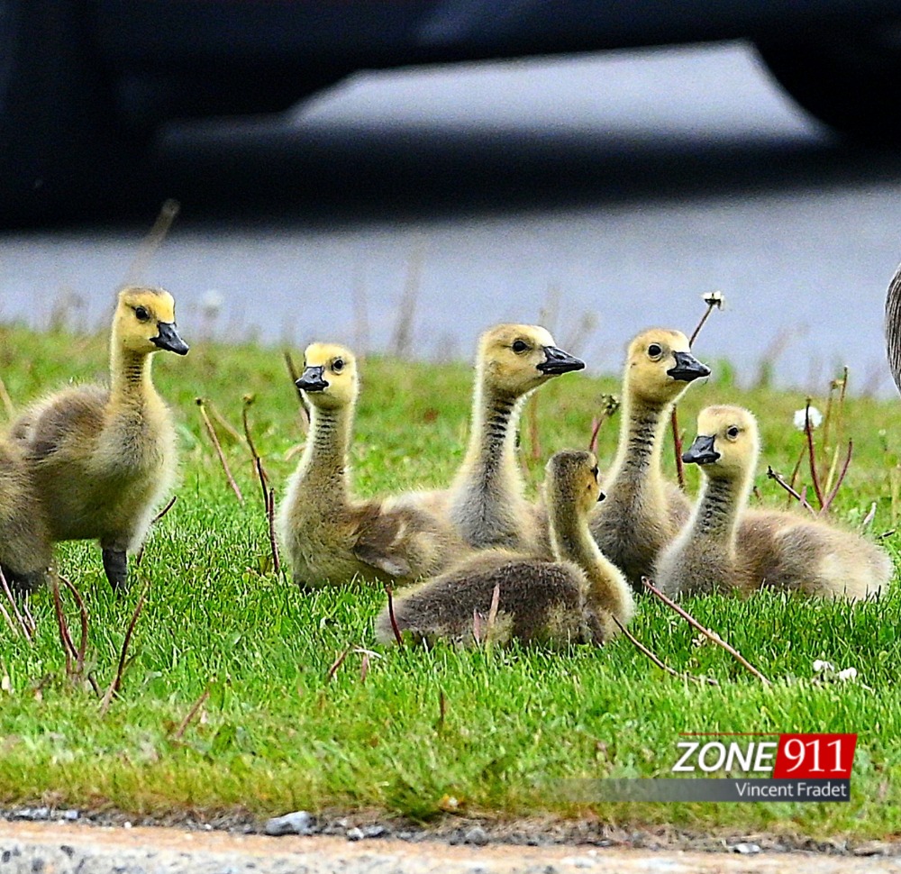 Attention aux petites familles de bernaches en promenade dans le secteur de la rue Bouvier à Québec 